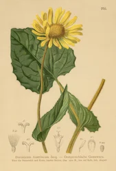 Österreichischer Gämswurz